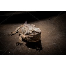 Pogona  Vitticeps - Dragon barbudo - Adulta / Hembras